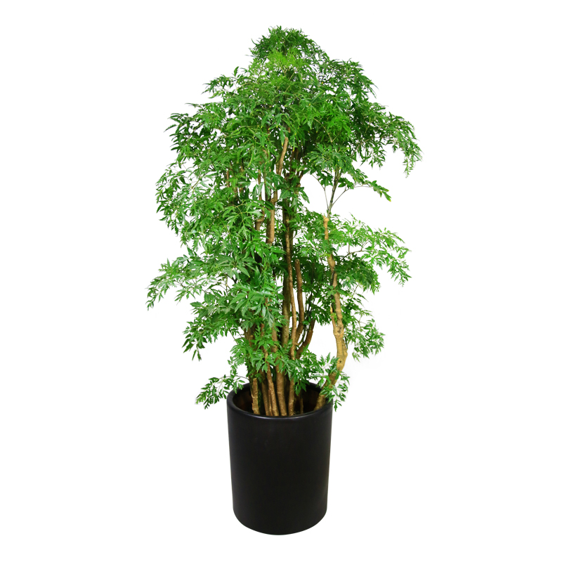 羽叶福禄桐