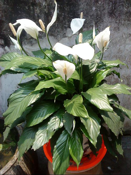 白鹤芋